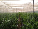 Agro Shade Nets