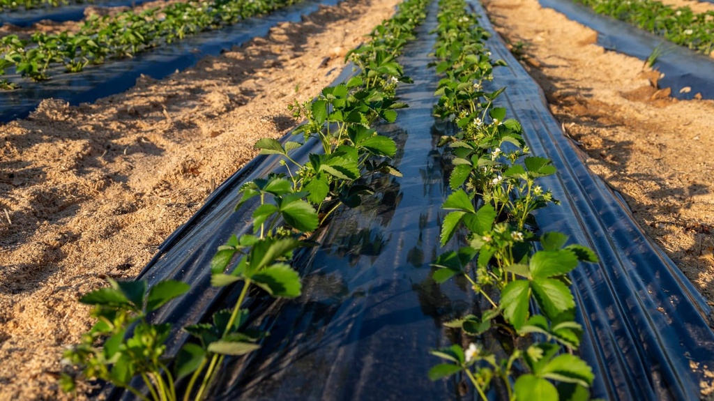 Mulching Plastic