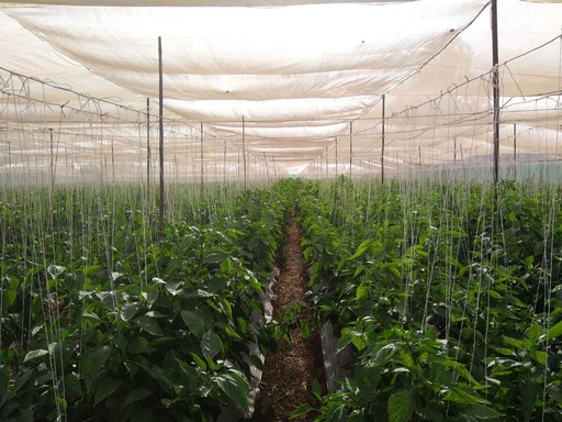 Agro Shade Nets